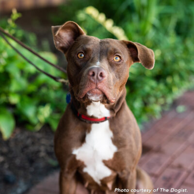 g25956-alice-female-young-adult-choc-whit-pittie-mix-the-dogist-100521