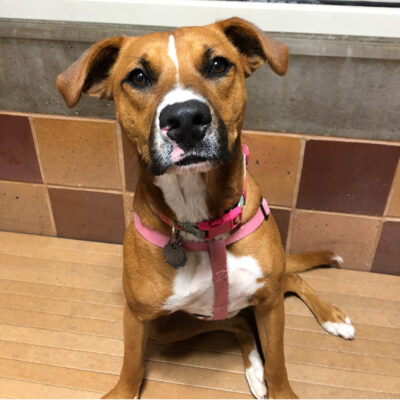 g26364-nala-female-young-brown-white-australian-cattledog-mix-082521a