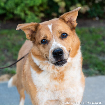 t82354-rocko-male-senior-brown-white-collie-mix-the-dogist-100521