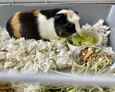 beth-blog-dec2021-leslie-guinea-pig Leslie, the Guinea Pig