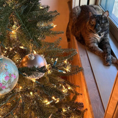 beth-blog-dec2021-pebble-by-christmas-tree Pebble admiring the tree.