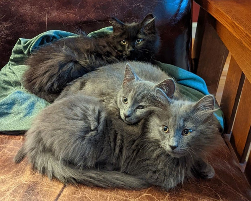 beth-blog-dec2021-ringworm-kittens