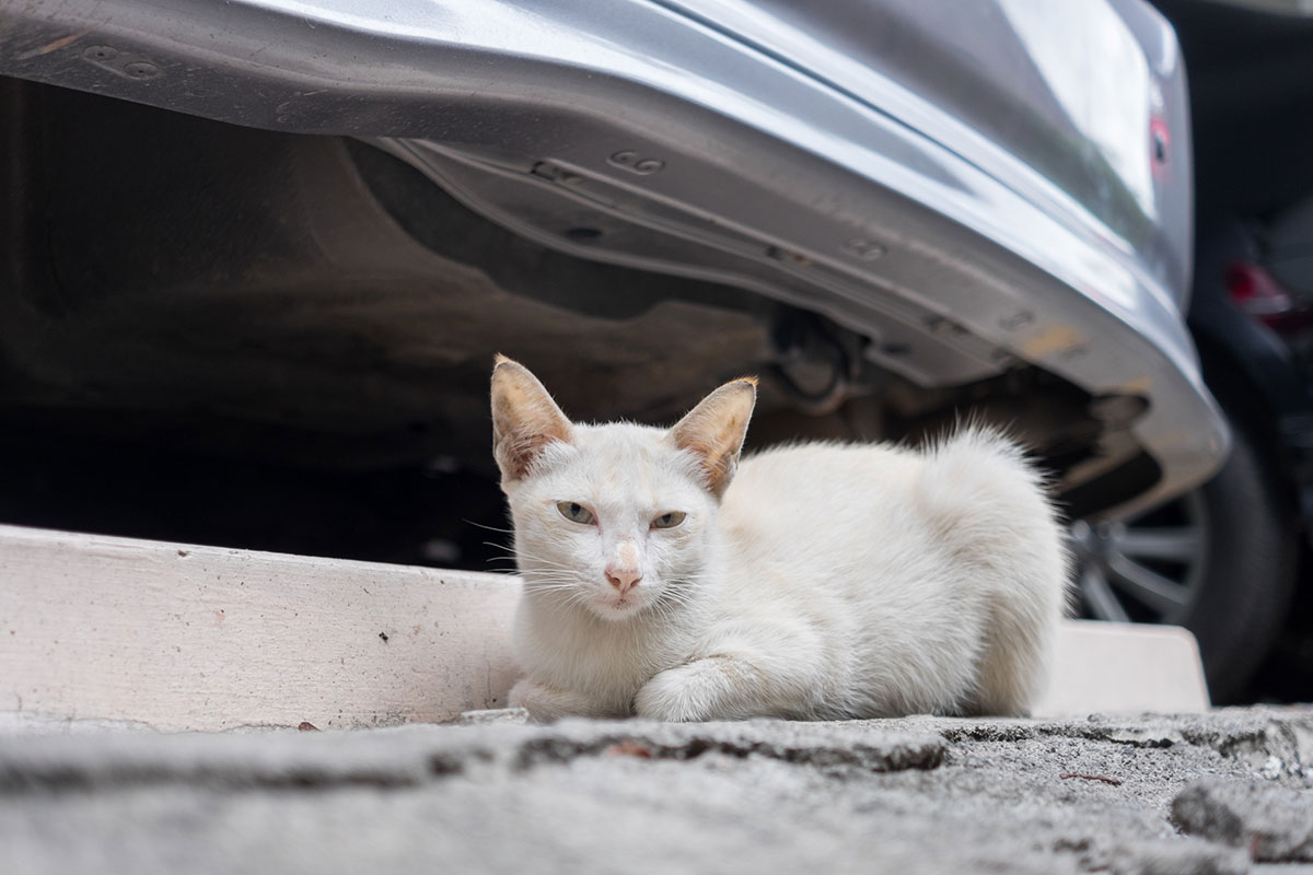 blog-feral-cat-shelters-stray-cat-by-car