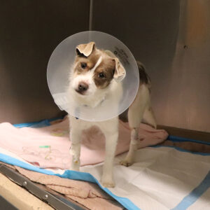 rescue-clarence-post-op-IMG_8575-122921 Clarence