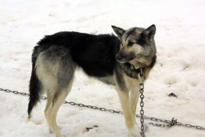 beth-blog-jan2022-dog-chained-in-snow-getty