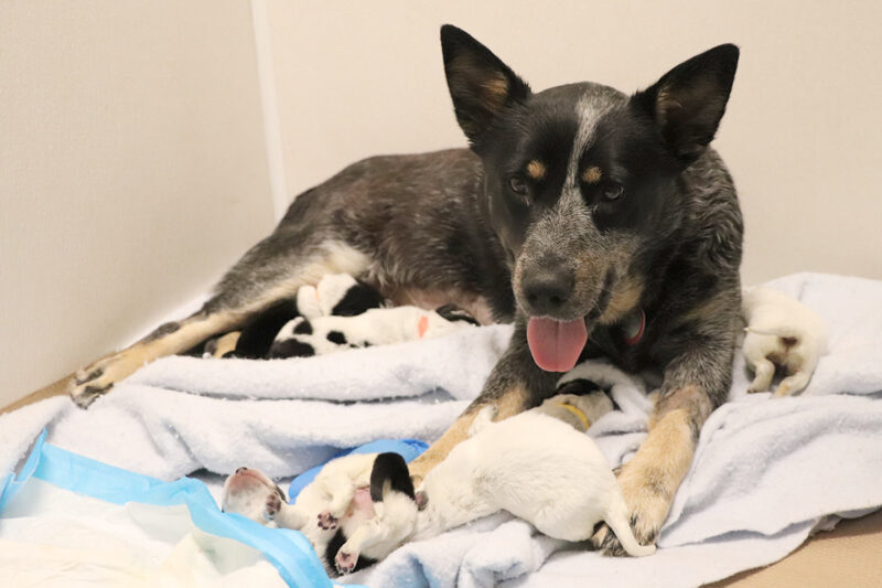 rescue-freya-watching-over-pups-img1008-020222