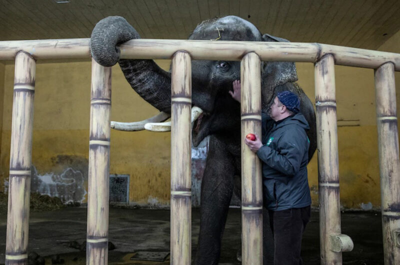 beth-blog-march2022-elephant-ukranian-zoo-photo-washingtonpost.com