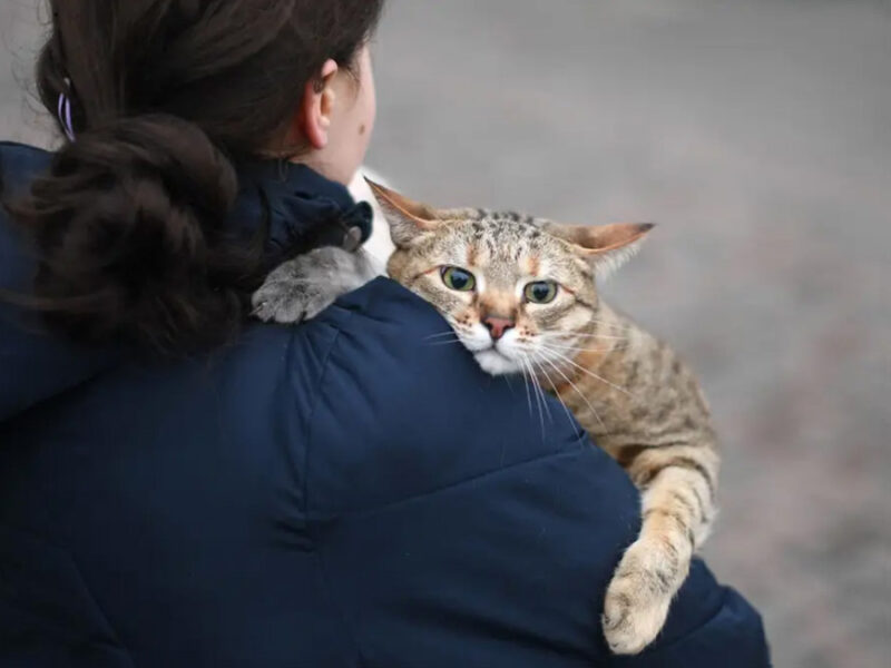 beth-blog-march2022-ukranian-flees-with-cat-photo-businessinsider.com