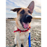 Sponsor Pet Archie