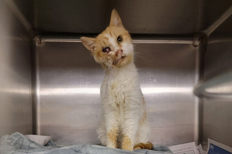 rescue-adrienne-cat-shot-in-face-032122a