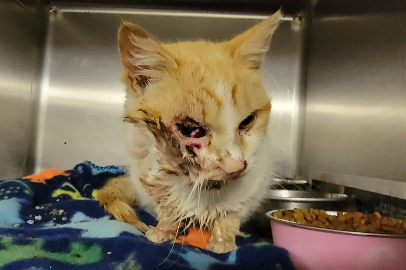 rescue-adrienne-cat-shot-in-face-032122b