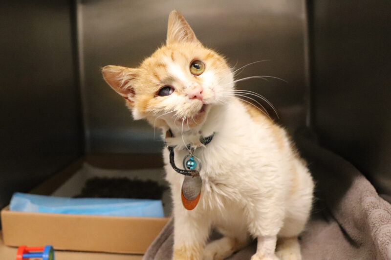 rescue-adrienne-cat-shot-in-face-040222a