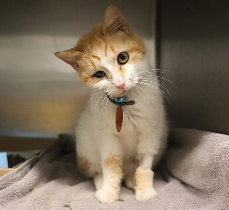 rescue-adrienne-cat-shot-in-face-040222c