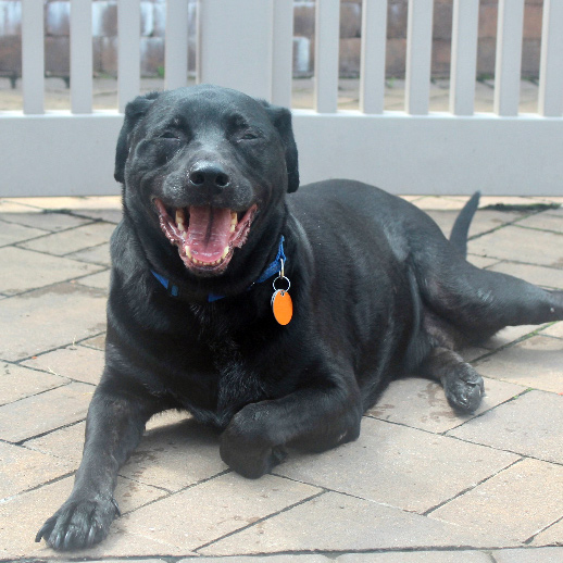 v28985-toby-male-adult-black-lab-mix-052522b Toby V28985