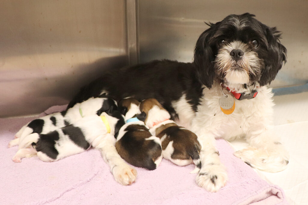 hmh-echo-update-051022-IMG_4591 Echo and Pups