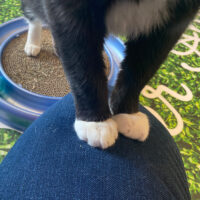 beths-blog-june2022-mittens-h21189b