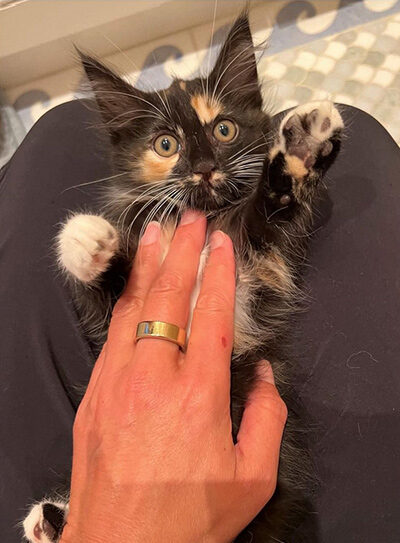beths-blog-august-2022-feral-kitten Feral kitten at play.
