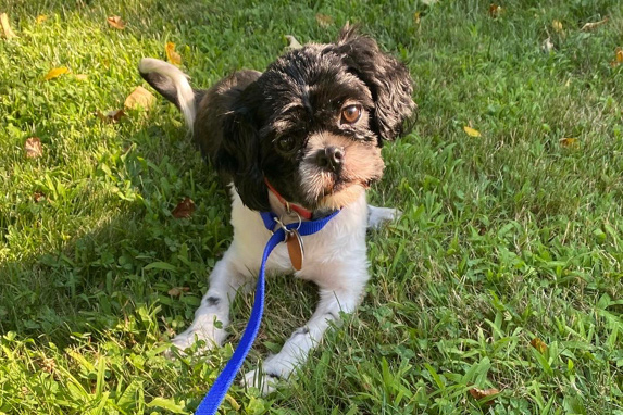 feature-hmh-echo-adopt-update-080822