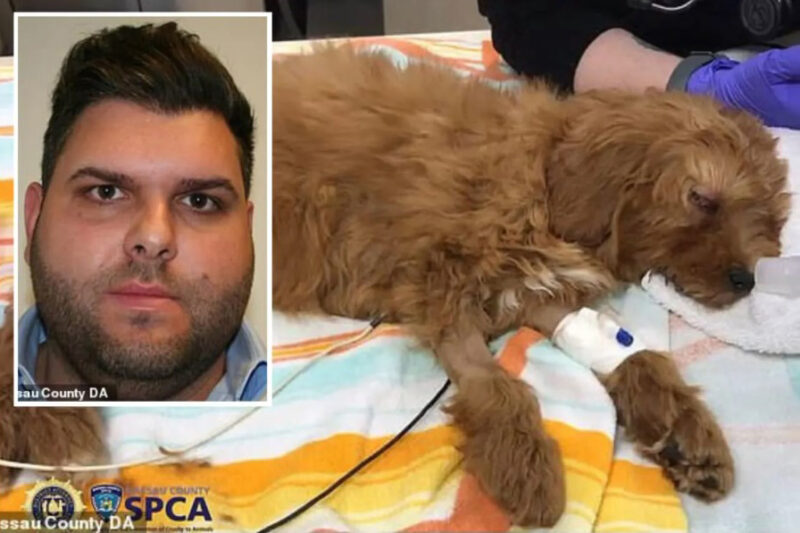 news-justice-for-tucker-photo-nassau-da-spca Photo: Nassau County DA/SPCA