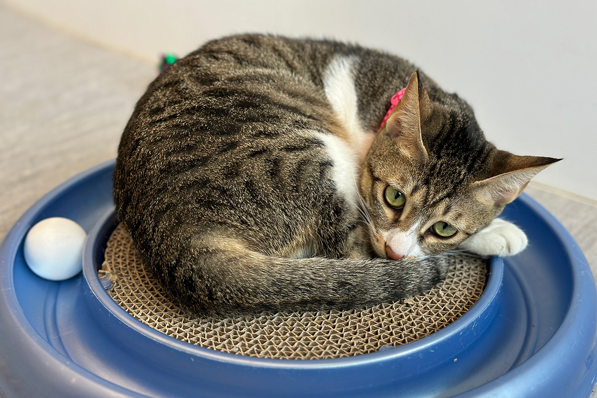 amazon-wishlist-category-cats-kittens-022123a