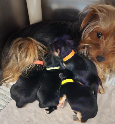 nursery-tillie-with-pups-20230223_213257