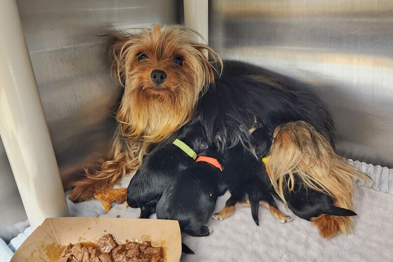 nursery-tillie-with-pups-20230226_091109