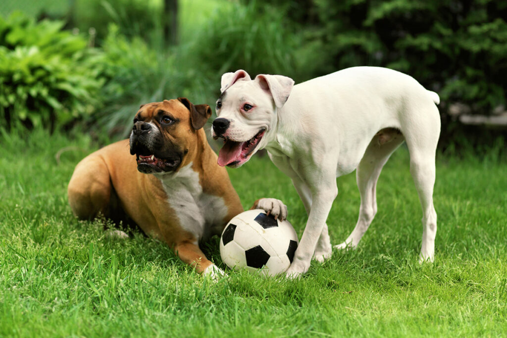 blog-dogs-in-grass