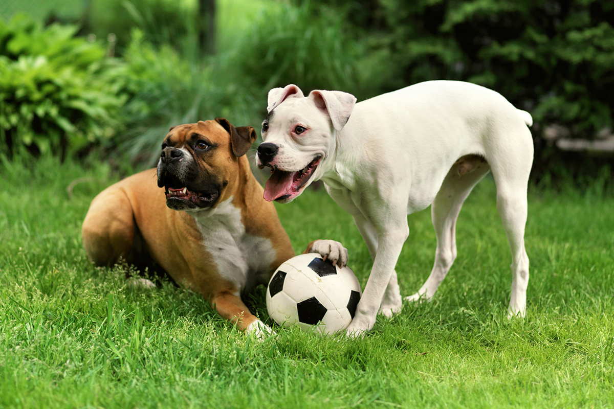 blog-dogs-in-grass
