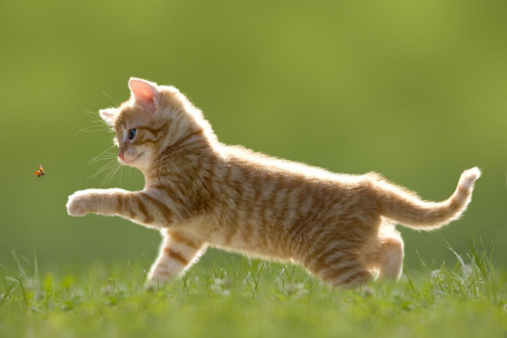 blog-kitten-in-grass