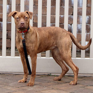 beth-blog-july2023-cinnamon-la3258