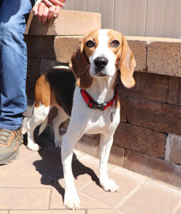 beth-blog-sept2023-brandy