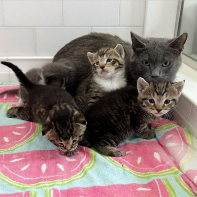 beth-blog-sept2023-momma-hanna-kittens
