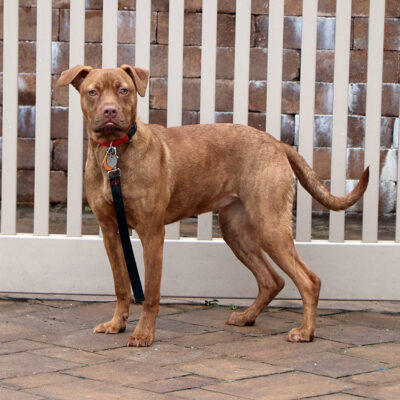 beth-blog-nov-cinnamon