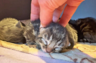 beth-blog-nov-kitten
