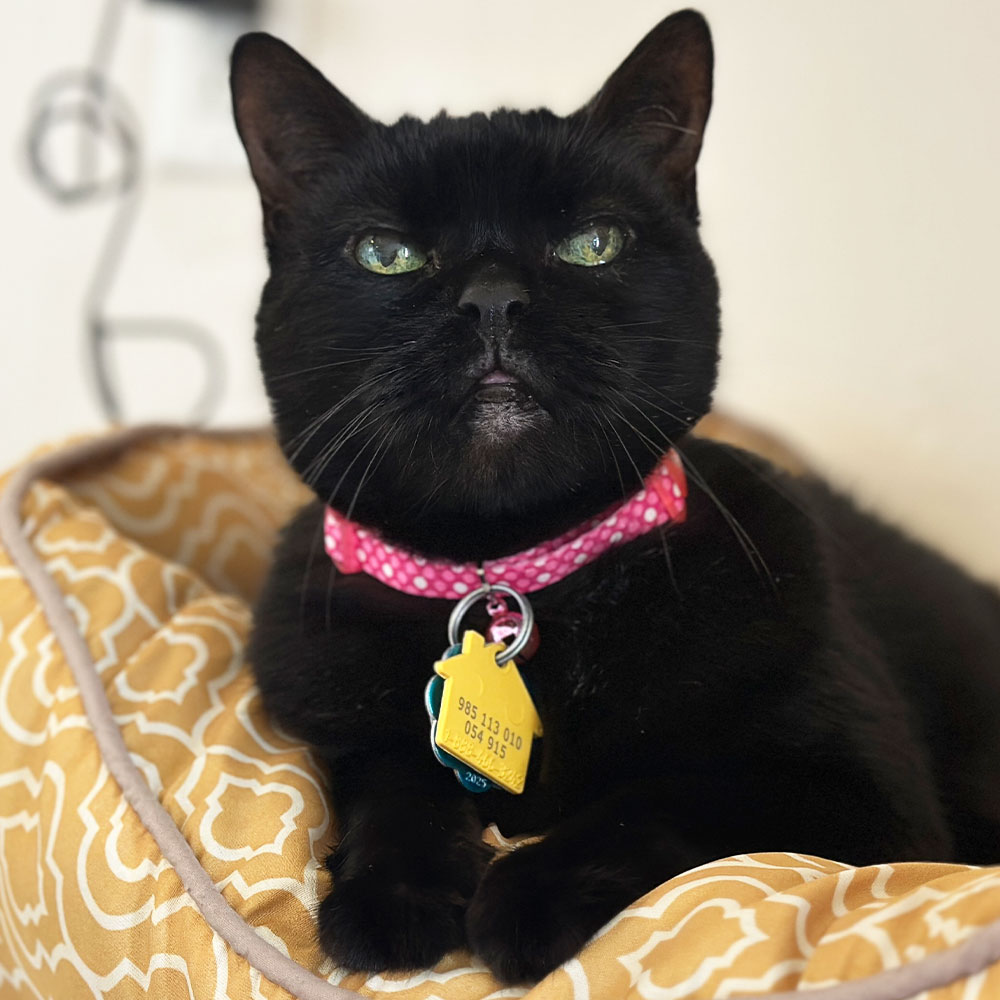Meet Sofi