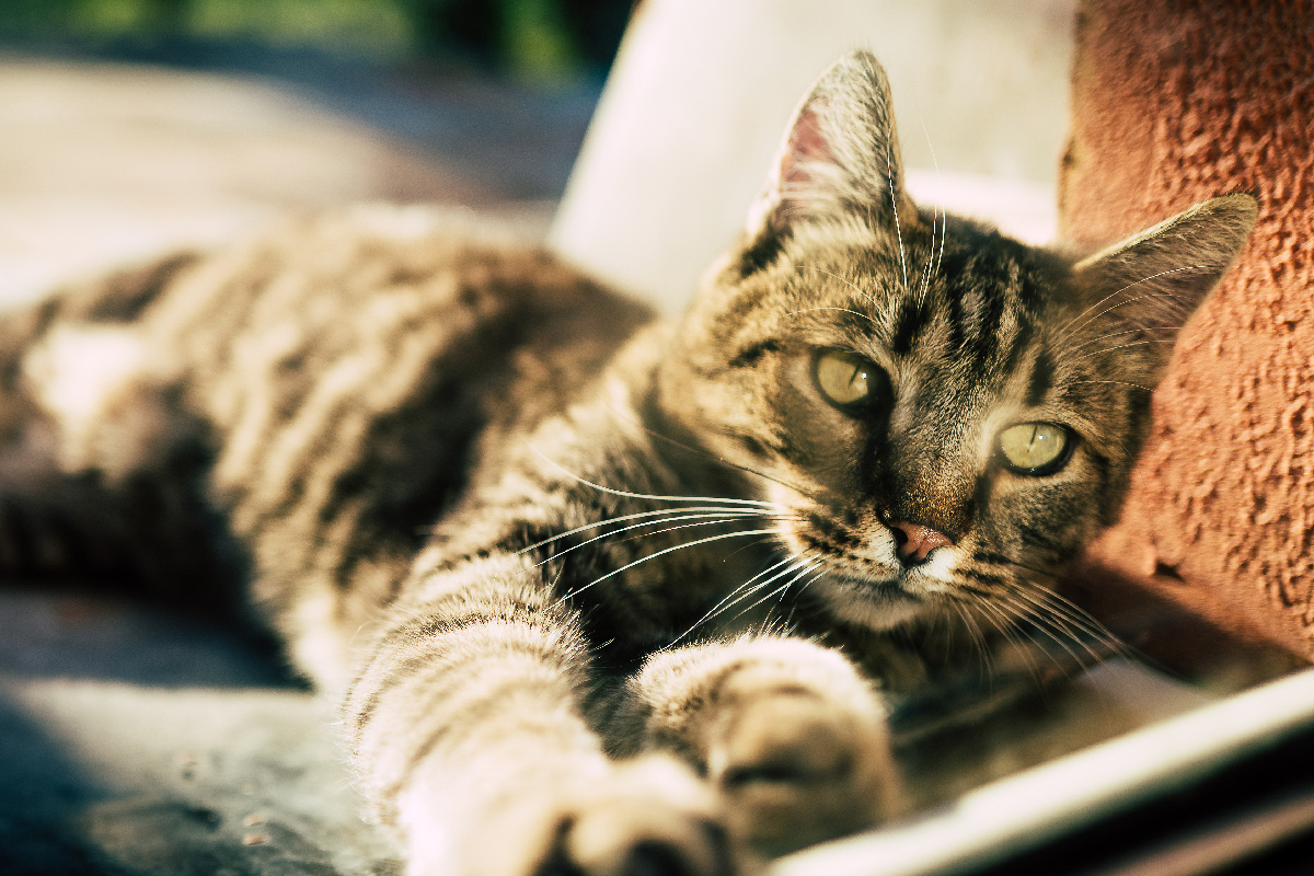 feral-cat-in-evening-sun