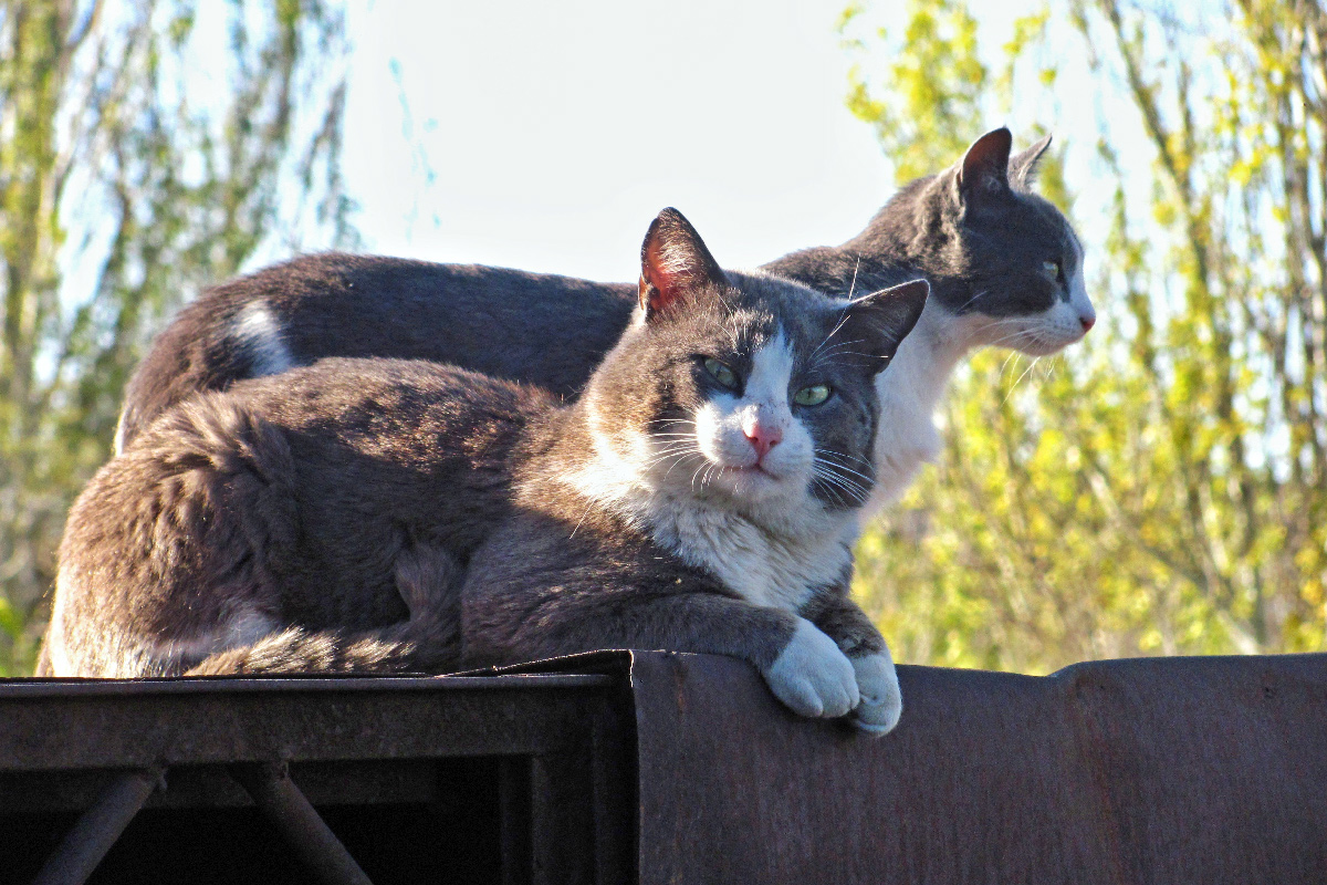 feral-cats-on-roof