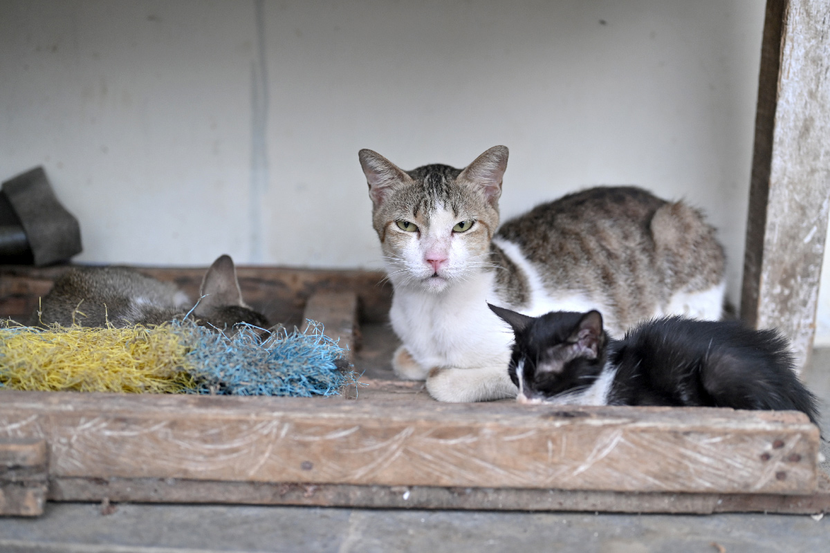 feral-cats-resting