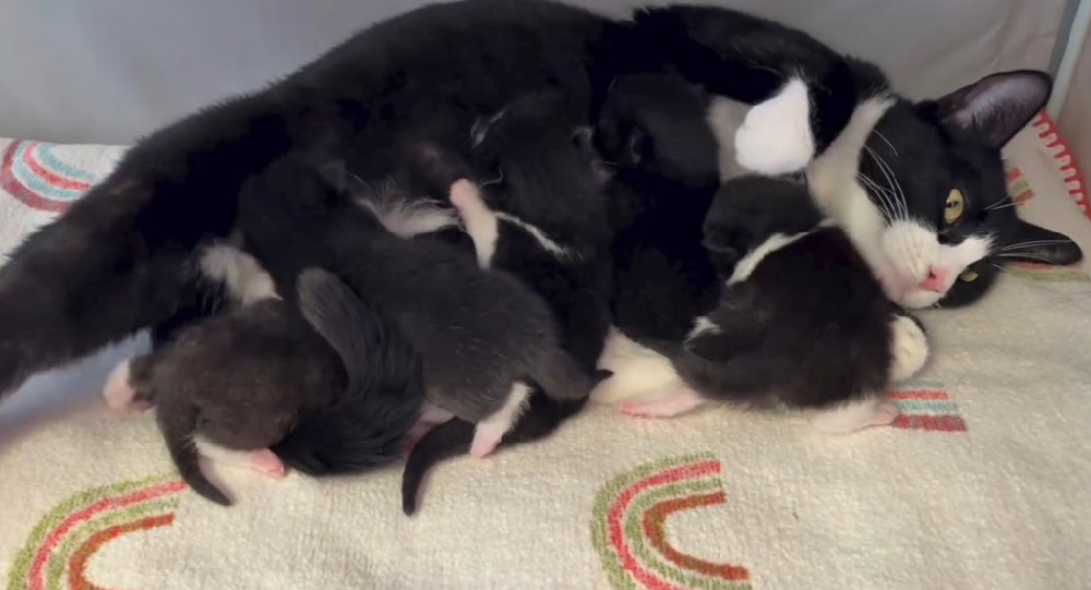 beth-blog-nov2024-mama-mary-catherine-and-kittens Mama Mary Catherine and Kittens