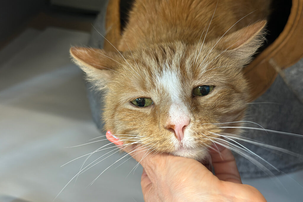 adopt-story-max-spc322-img1 Max SPC322