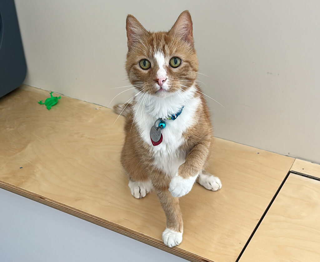 adopt-story-max-spc322-img6 Max SPC322