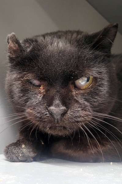 beth-blog-april2025-happy-cat-foster Foster from Happy Cat Sanctuary