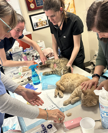 beth-blog-april2025-vets-help-happy-cat-sanctuary Veterinary Teams Help at Happy Cat Sanctuary