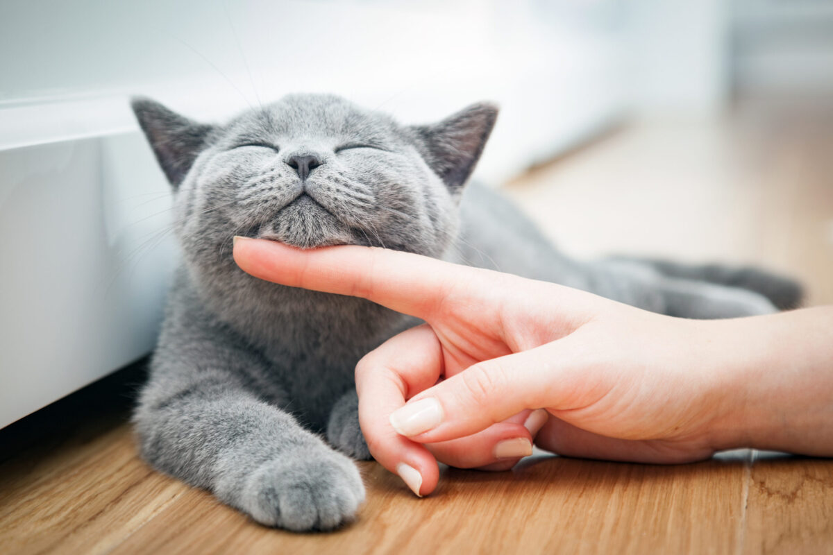 Happy kitten likes being stroked by woman’s hand.