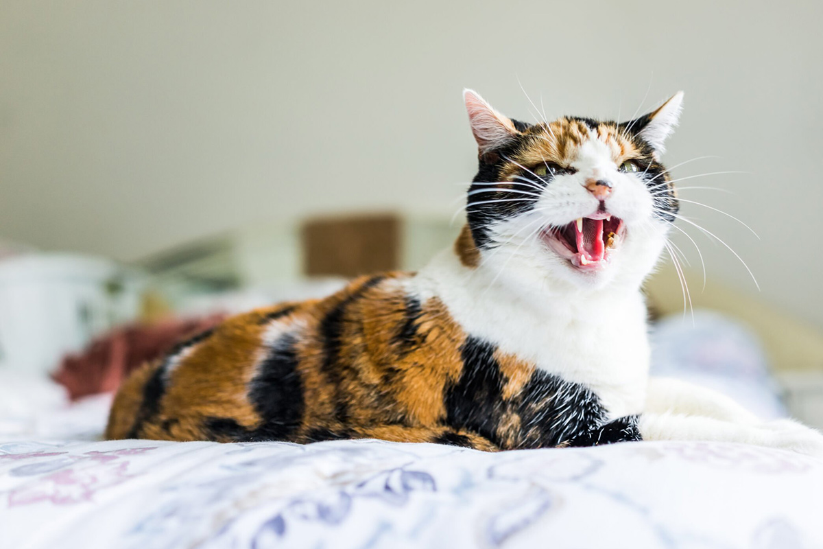 feature-why-cats-meow-so-much