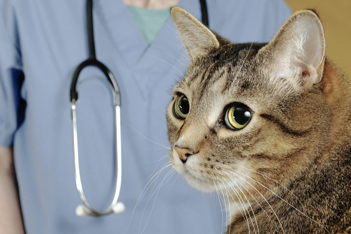 Cat goes to the Clinc