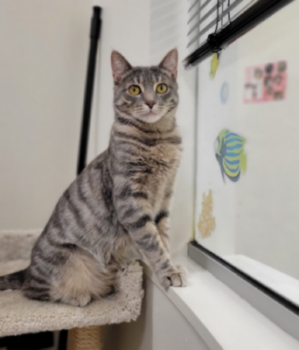 Kami