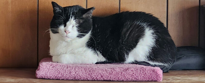 Kabul Cat, Eduardo at home.