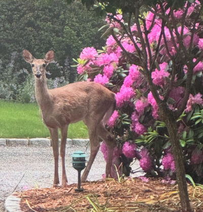 Beth-blog-deer