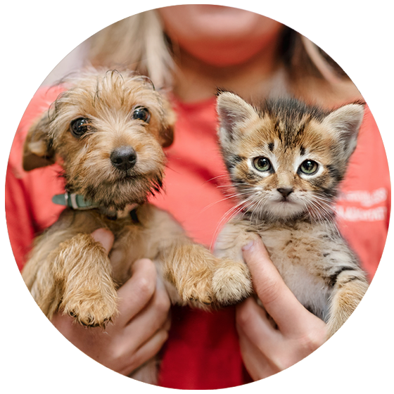 nsala_2025_walkandwag_web_activities_adoptables_1a